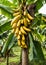 Banana tree in plantation with bunch of ripe bananas.