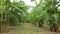 Banana tree plantation farm