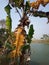 banana tree beside pond