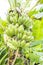 Banana tree raw ripe plant leaf fruit concept