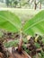 Banana tree shoots pictures