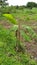 banana tree stock image - banana plant pictures