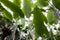 Banana tree subtropical garden