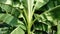 Banana tree trunk with wide green leaves