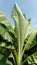 Banana tree with wide green leaves against a blue sky