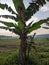 Banana trees that already have banana heart fruit thrive in the rice farming area in the city of Semarang