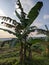 Banana trees that already have banana heart fruit thrive in the rice farming area in the city of Semarang