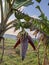 Banana trees that already have banana heart fruit thrive in the rice farming area in the city of Semarang