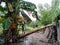 banana trees fall in the rainy season