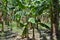 The banana trees forming pland