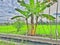 Banana trees with green fields rice field countryside with clouds and sky view