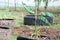 Banana trees planted outdoors in a vegetable orchard in Thailand