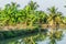 Banana trees and a pond in Bagerhat, Banglade