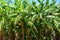 Banana trees in Vinales valley, Cuba