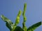 Banana treetops against blue sky in the background