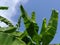 Banana treetops against blue sky in the background