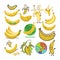 Banana vector yellow tropical fruit or healthy fruity snack of organic food diet banana-split illustration set of