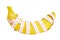 Banana wrapped with measuring tape on a white background, isolate