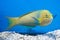 Banana Wrasse Thalassoma lutescens