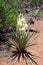 A Banana Yucca plant blooms in the desert near Sedona, Arizona