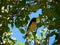 Bananaquit