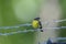 A bananaquit on a barb wire fence