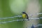 A bananaquit on a barb wire fence