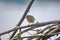 Bananaquit bird in a bougainvillea bush