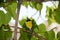 Bananaquit bird in Curacao