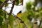 Bananaquit bird in Curacao