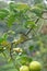 Bananaquit bird standing on a branch in boquete Garden Inn, The highlands, Panama.