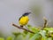 Bananaquit,Coereba flaveola