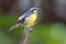 Bananaquit, Coereba flaveola