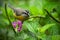 Bananaquit, Coereba flaveola, exotic tropic song bird sitting on the pink flower. Grey and yellow bird in the nature habitat.