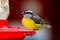 Bananaquit, Coereba flaveola, in a hummingbird feed