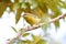 Bananaquit Coereba flaveola perched on a tree branch