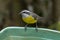 The bananaquit Coereba flaveola is a species of passerine bird in the tanager family Thraupidae.