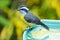 The bananaquit (Coereba flaveola) is a species of passerine bird in the tanager family Thraupidae.