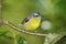 Bananaquit, Costa Rica