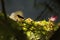 Bananaquit in a flowering tree