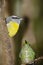 Bananaquit and Green-crowned Brilliant Hummingbird, Costa Rica