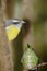 Bananaquit and Green-crowned Brilliant Hummingbird, Costa Rica