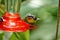 Bananaquit on a hummingbird feeder