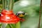 Bananaquit on a hummingbird feeder