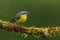 Bananaquit perched on a branch.