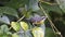 Bananaquit perched in a bush