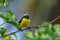 Bananaquit sitting in a tree, Carriacou Island, Grenada