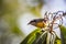 Bananaquits Coereba Flaveola AKA Cambacica bird standing on a tree in Brazil`s countryside