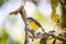 Bananaquits (Coereba Flaveola) bird standing on a tree in Brazil\'s countryside