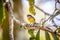 Bananaquits (Coereba Flaveola) bird standing on a tree in Brazil\'s countryside